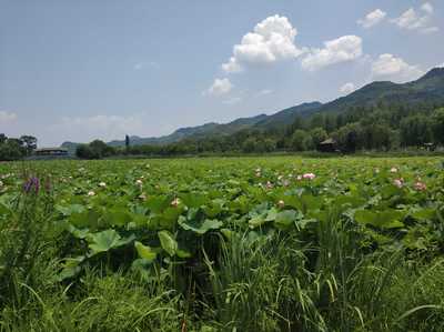 陜西省商洛市丹鳳縣棣花古鎮之荷花塘正當時