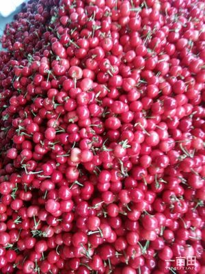 美早櫻桃陜西商洛洛南縣_批發_供應-一畝田農業網_專業的農產品信息商務平臺