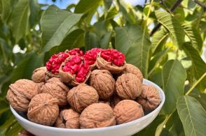 萬戶藥農(nóng)、千家藥商!貴州關(guān)嶺著力中醫(yī)藥完整產(chǎn)業(yè)鏈條