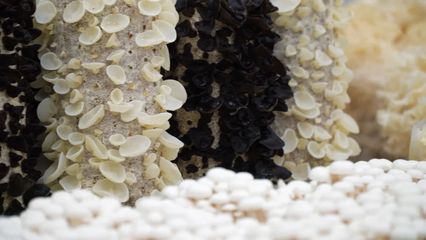 商洛商州:食用菌產業走出鄉村振興“致富路”