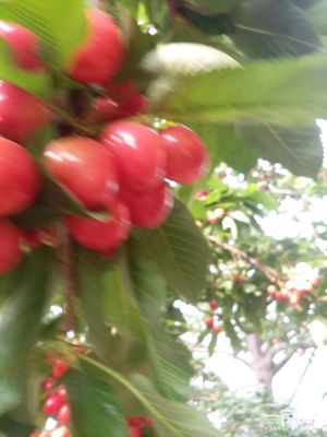 美早櫻桃陜西商洛洛南縣_批發(fā)_供應(yīng)-一畝田農(nóng)業(yè)網(wǎng)_專業(yè)的農(nóng)產(chǎn)品信息商務(wù)平臺