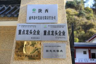 更晚上市品質更佳 2019陜西商洛鎮安象園霧芽開采