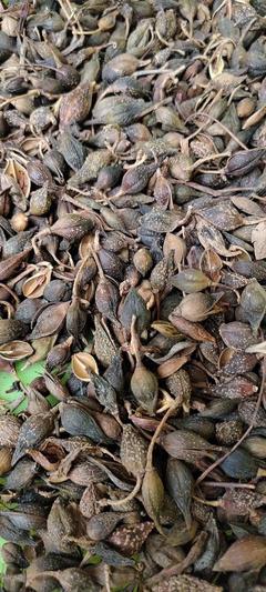 [連翹批發]陜西商洛山陽縣連翹 49.00元/斤連翹,秦嶺南,山 _ 一畝田