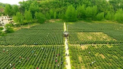 生態茶城的崛起之路--商洛市商南縣茶產業邁出高質量發展步伐